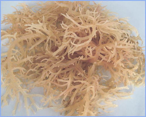 healthy food additives semi refined IOTA carrageenan with particle size 120 mesh for E standard natural food additives